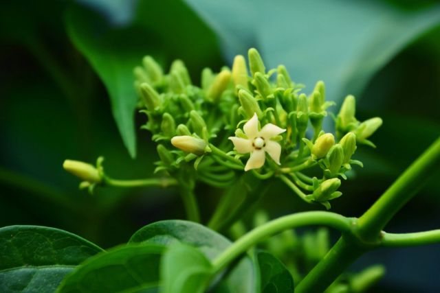 Gymnema Sylvestre - Sugar Cravings Reducer - GlucoZen Natural Formula